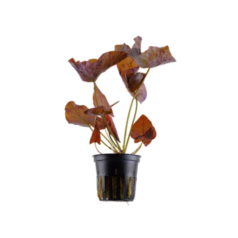 Tropica Nymphaea lotus - imagine 4